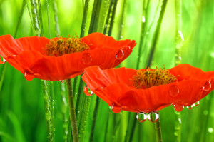 печать на натяжных потолках